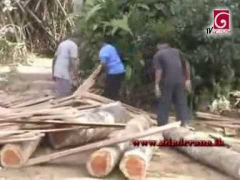 Police raid illegal timber racket