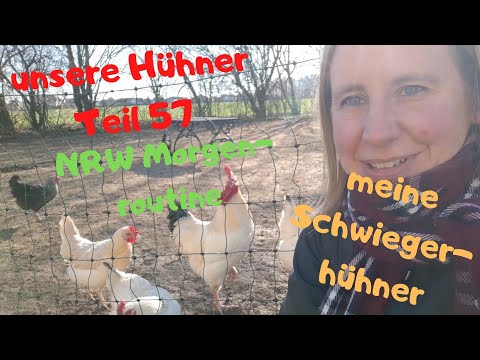 unsere Hühner Teil 57: unsere Hühner in NRW, Morgenroutine und ein Hauch von Frühling