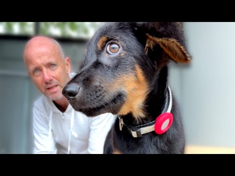 He Was Hit by a Car… But He Refused to Give Up