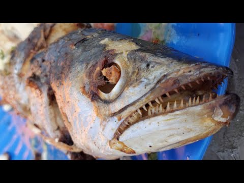 KING MACKEREL, SMACKS, & SHEEP (Catch, Clean, Cook w/Chef Mario!)