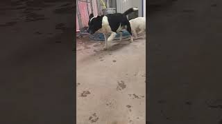 Video preview image #1 Australian Shepherd-Unknown Mix Puppy For Sale in Grafton, WI, USA