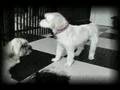 Doggies Dance The Tango