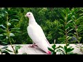 Beautiful Amazing Pigeon White Dove Wtsapp Status Video Ghulam Ali Ghazal Hum Tere Shaher Me