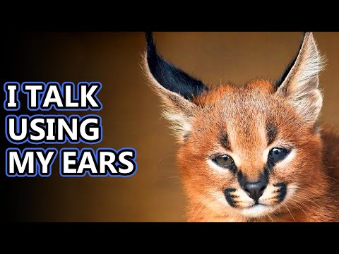 Caracal facts: aka the desert lynx | Animal Fact Files - YouTube