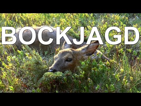 Bockjagd im Mai 2016 - Teil I