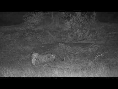 Djuma: Leopard-Tlalamba female shows up-takes some of Hyena's(Faulco) kill-Pt:3 - 02:12 - 09/20/20