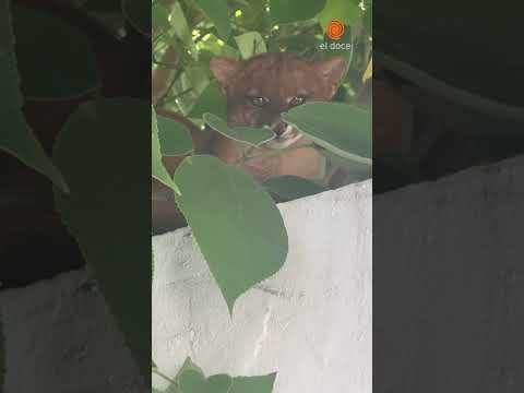 🐾 Un yaguarundí sorprendió a Salsipuedes