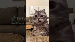 ニンニクを食べすぎた猫の末路がヤバい　#猫ミーム