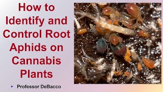 How to Identify and Control Root Aphids on Cannabis Plants