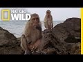 The Life of a Seaside Monkey | Wild Thailand