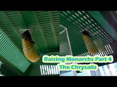 Raising Monarchs Part 4 - The Chrysalis (How To Care For Monarch Butterfly Chrysalides)