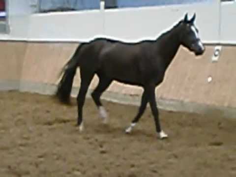 San Amour / Rouletto freilaufen