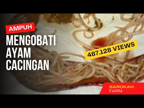 Dijual patogen kuda Apakah potensi pulih setelah pengobatan prostatitis