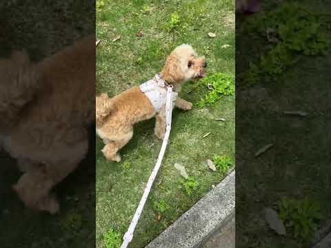 経営学科 草とたわむれるトイプードル10ヶ月 #toypoodle #puppy #poodle #トイプードル