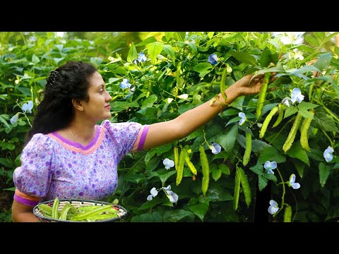 , title : 'From the home garden to lunch table|Winged bean special |Poorna - The nature girl|'