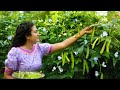 From The Home Garden To Lunch Table Winged Bean Special Poorna The Nature Girl