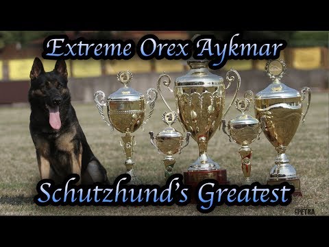 Schutzhunds Greatest Dogs *Extreme Orex Aykmar*