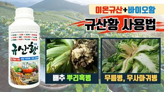 규산황 이온규산+바이오황 사용방법 배추뿌리혹병 무사마귀병 유황농법