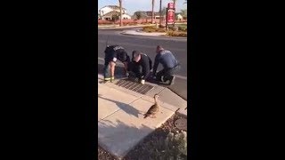 AZ firefighters save ducklings