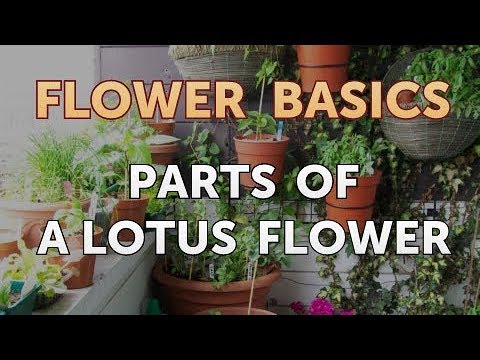 How to Get More Canna Lily Blooms