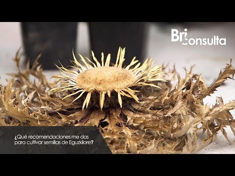 ¿Qué recomendaciones debo seguir para cultivar semillas de Eguzkilore? - Briconsulta - Jardinatis