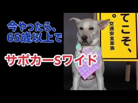 ワンワンU・x・Uお悩み相談室4️⃣7️⃣〜福井県「フラッシュくん」新車購入時は、『#サポカーSワイド車』の購入を検討を