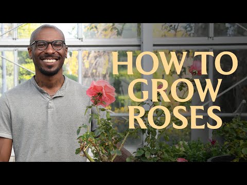 How to Grow Roses: From Planting to Pruning