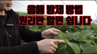 딸기 응애 방제 원리만 이해하자!! 그리고 신약이 나왔어요!!!