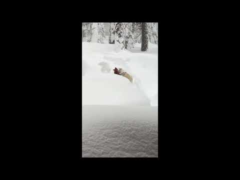 Dogs Play Around in Deep California Snow