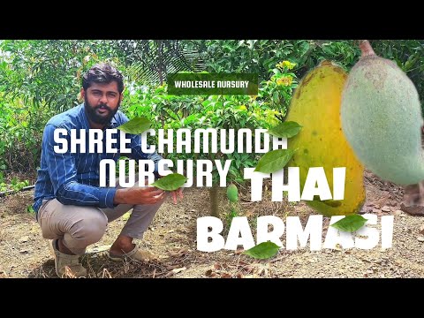 Thai Barmasi Mango