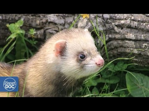 Polecat