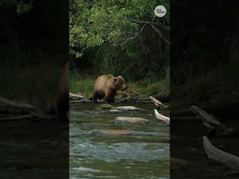 Watch Seattle Kraken's mascot have a close call with a wild bear Shorts