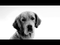 Krmivo pre psov Royal Canin Veterinary Diet Dog Satiety 1,5 kg