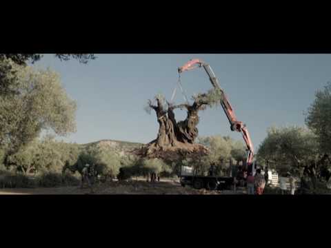 『オリーブの樹は呼んでいる』予告