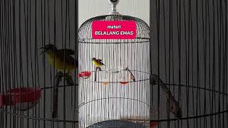 Download lagu SOGON IJOAN GACOR #sogon #sogonijoan #sogonijoangacor #sogonisian #sogonmateri #sogokontong mp3