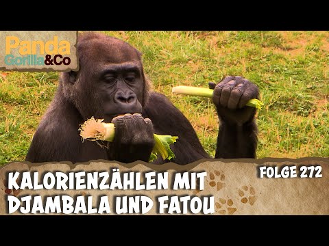 Feinschmecker gibt es auch bei den Gorillas | Panda, Gorilla & Co.