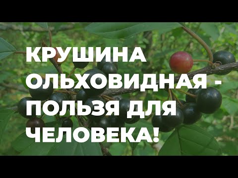 Крушина ольховидная - полезные свойства для человека / Захар Травник