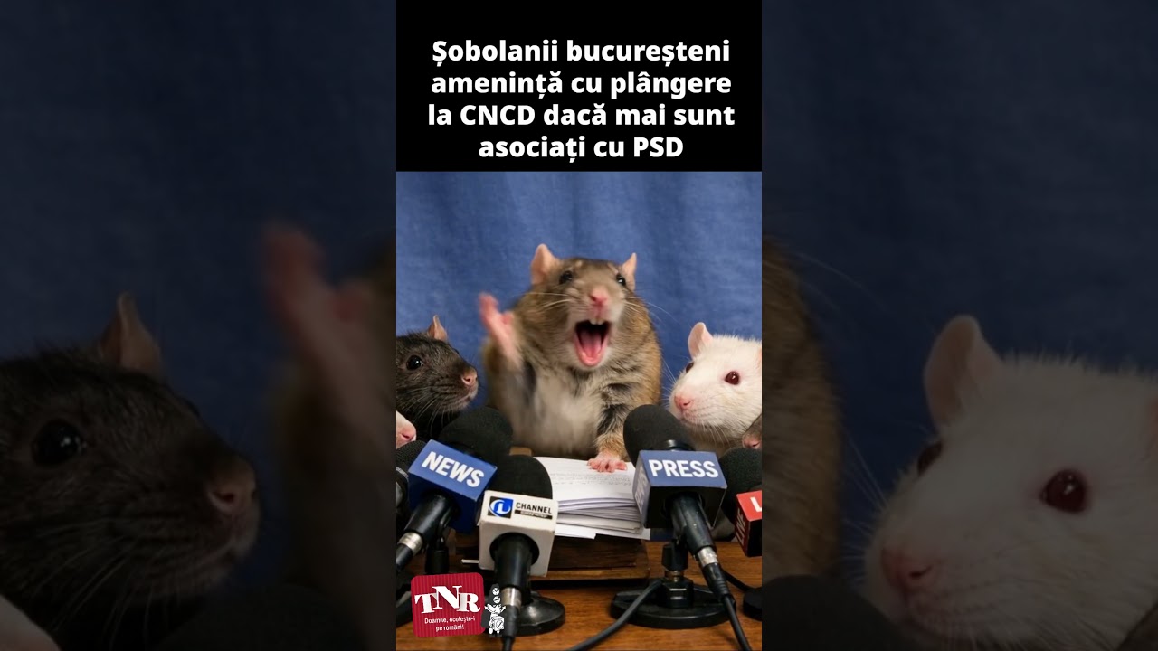 Șobolanii bucureșteni amenință cu plângere la CNCD dacă mai sunt asociați cu PSD