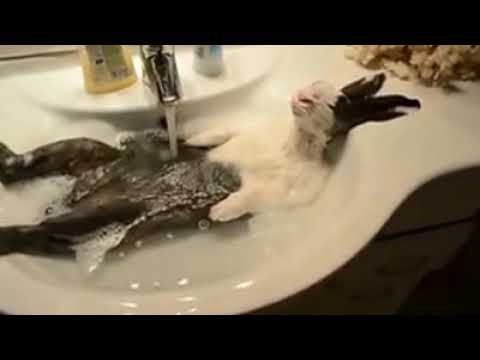 download lagu mp3 mp4 Chillin Like A Boss Meaning, download lagu Chillin Like A Boss Meaning gratis, unduh video klip Chillin Like A Boss Meaning