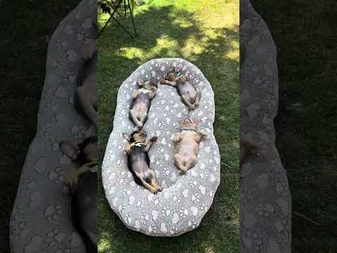 Video 4