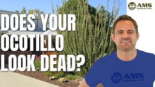 Does Your Ocotillo Look Dead?