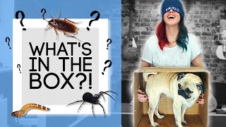 What&#39;s in the BOX Challenge! *LIVE INSECTS, ANIMALS &amp; MORE!*