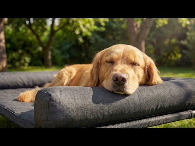 Veehoo Elevated Dog Bed with Bolster Mat