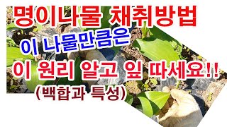 명이나물 채취방법. 이 나물만큼은 이 원리 백합과 특성 알고 잎 따세요.(산나물 재배, 산나물 심기, 산나물…