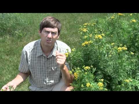 download lagu mp3 mp4 Tanacetum, download lagu Tanacetum gratis, unduh video klip Tanacetum