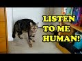 Cats Talking With Their Humans 2019 NEW