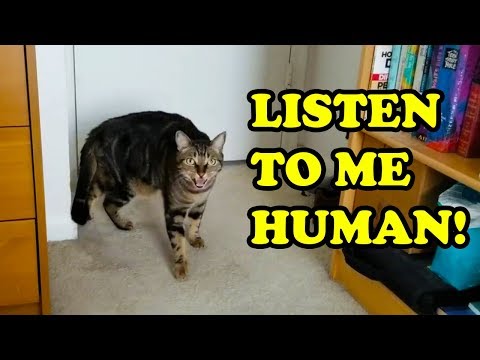 Cats Talking With Their Humans 2019 [NEW]