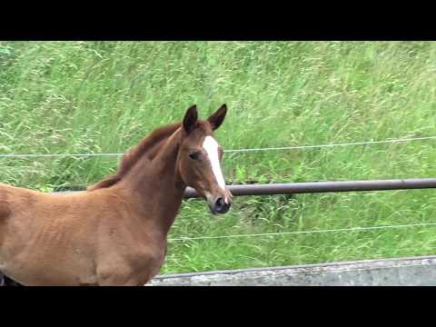 Stutfohlen von High Motion x Oliver Twist