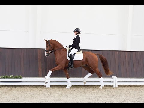 Zoom In - Stallion Collection Schockemoehle & Helgstrand 2021 ENG