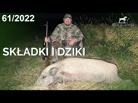 SUDECKA OSTOJA 61/2022 WILD BOAR HUNTING ON POLISH FIELDS